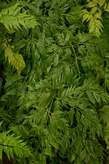 Deersfoot fern, shinobu fern, rabbit foot fern, ball fern (Davallia subsolida, Davallia solida Ogata).