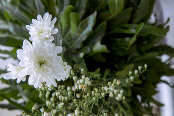 White chrysanthemum flowers blooming in fresh daylight. Chrysanthemum bouquet with buds and green background. Beautiful white chrysanthemum flowers macro closeup