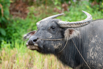 Portrait of water buffalo in rural Thailand. The water buffalo is a cultural symbol of Thailand, as Thai farmers have used this animal to plough rice fields since ancient times.