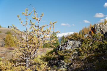 Fototapeta na wymiar North Chuiskiy Ridge with stones on foreground and larch forest and snow mountains are on background.