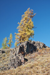Fototapeta na wymiar Altai autumn landscape with stones and yellow larch trees. Altai, Russia