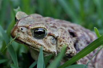 frog in the grass