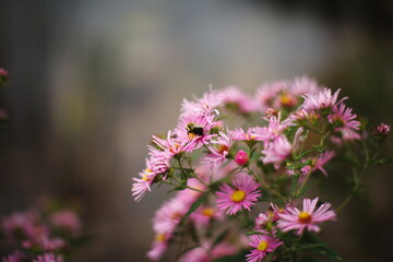 A bee on a wildflower during the summer season in Ontario, Canada.