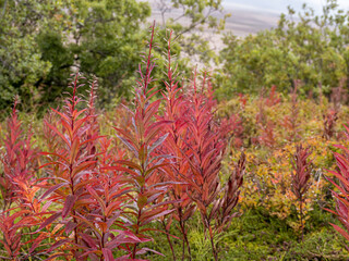 Red Fireweed in a natural setting in Alaska 