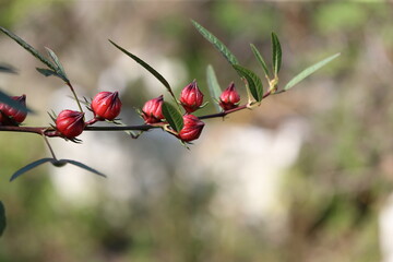 red Rosella on a branch
