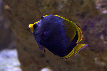 The Black Butterflyfish, the dusky butterflyfish (Chaetodon flavirostris).