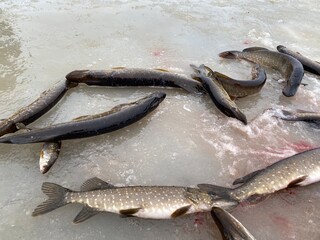 Pike on ice. Winter fishing