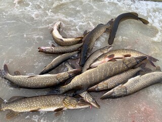 Pike on ice. Winter fishing