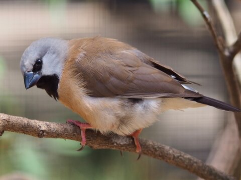 Gleeful carefree peppy Black-throated Finch with sparking eyes and distinctive feathers.