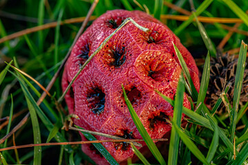 Red cage mushroom in nature. Fruit body of Clathrus ruber fungus close-up