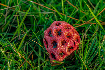 Red cage mushroom in nature. Fruit body of Clathrus ruber fungus close-up
