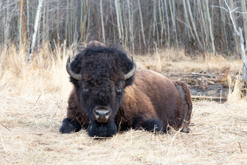 Bison laying in the grass early spring, looking straight at camera, entire body visible