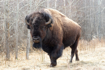 Grote bizon loopt naar de camera, kijkt naar de camera, valt bomen op de achtergrond