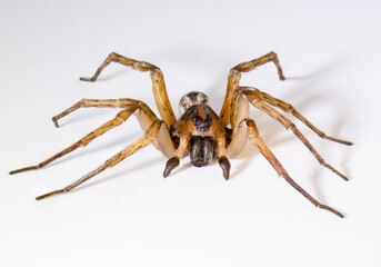 Wolf Spider Brown Close Up