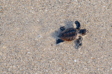 Baby sea turtle walking on the beach