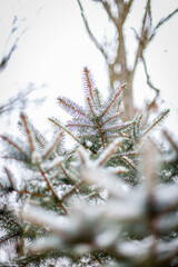 Snow on pine tree