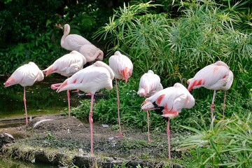 A group of flamingos standing in the middle of the pond in the zoo. Flamingos usually stand on one leg, with the other being tucked beneath the body.