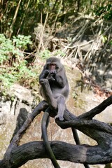 A Formosan rock macaque sits on a tree trunk basking in the sun. The Formosan rock macaque (Macaca cyclopis), also known as Taiwanese macaque, is a macaque endemic to Taiwan.