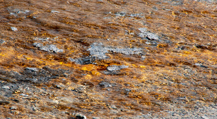 Yellowstone national park near old faithful