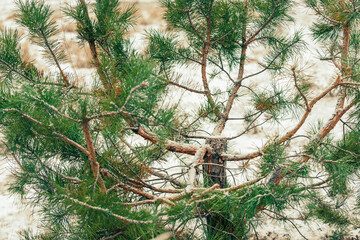 A pine tree with the upper part of the trunk sawn off by poachers in the winter forest before the holidays. Narrow focus. - obrazy, fototapety, plakaty