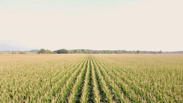 Drone pushes forward over rows of yellow cornfields.