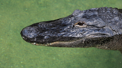 Alligator head