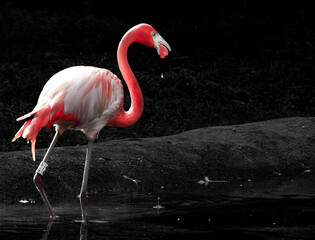 Flamingo walking