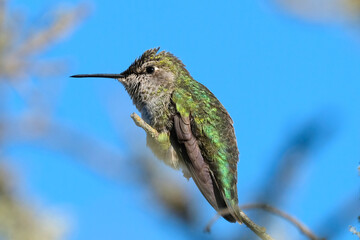 Humming Bird Sat