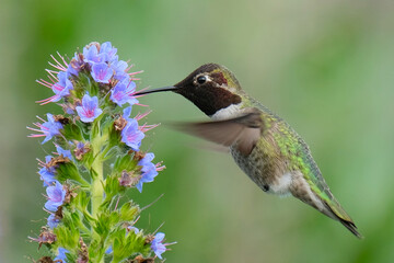 hummingbird, bird, flying, nature, flower, green, small, wildlife, animal, birds, ruby, beak, throated, avian, flight, hovering, wings, hover, feeding, feather, fly, feathers, humming bird, humming
