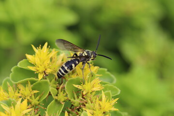 初夏の庭に咲くキリンソウの黄色い花の蜜を吸うツチバチ（オオモンツチバチ）