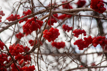 red berries on a branch