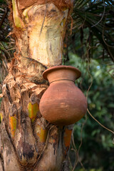 Date palm sap is collected by shaving the date palm tree. The date juice is collecting in a clay...