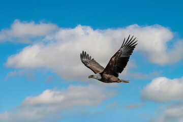 Bald eagle in flight. Natural scene from Wisconsin.