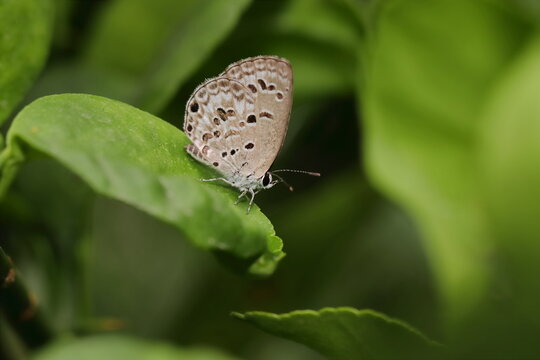 a beautiful white butterfly sitting on green leaf in winter day