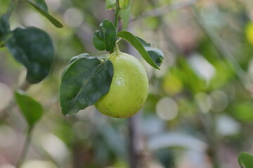 A ripe yellow fresh lemon fruit planted in the garden