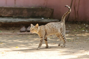 A pet cat walking from the house to the ground with talking in a funny way