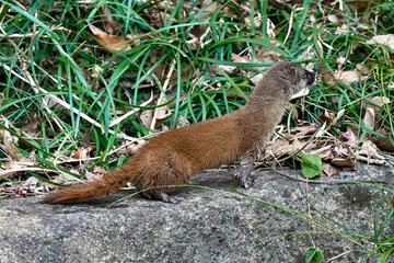 japanese weasel on the rock