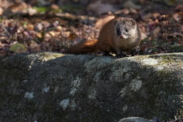 japanese weasel on the rock