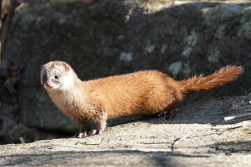 japanese weasel on the rock