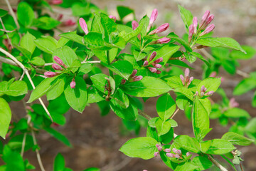 leaves and Spring flowers texture background.