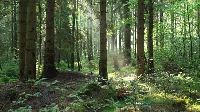 The sun is shining through the forest.