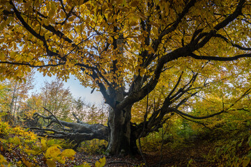 huge beech in the autumn forest