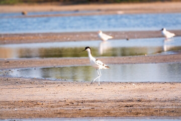 The pied avocet, Recurvirostra avosetta, is a large black and white wader with long, upturned beak