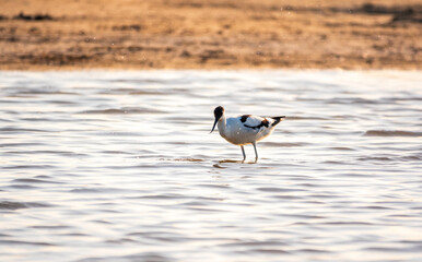 Water bird pied avocet, Recurvirostra avosetta, feeding in the lake. The pied avocet is a large black and white wader with long, upturned beak