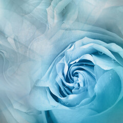 Flower blue  rose. Floral blue  background. . Close-up. Nature.