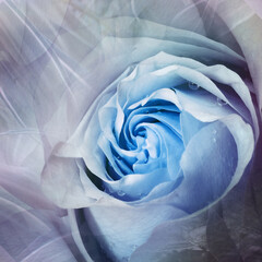 Flower blue  rose. Floral blue-purple background. . Close-up. Nature.