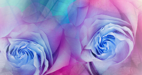 Fototapeta na wymiar Flowers blue roses. Floral blue-purple background. . Close-up. Nature.