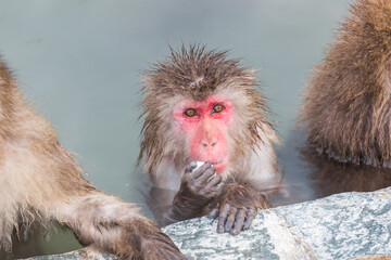 Japanese snow monkey onsen (macaques) in the pool in winter