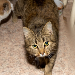 One gray cat looks into the camera lens