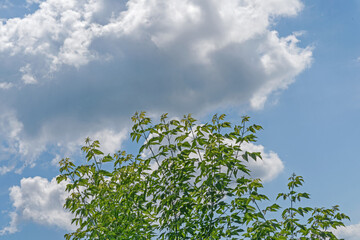 Maple branches with young leaves against a blue sky with white clouds on a summer day